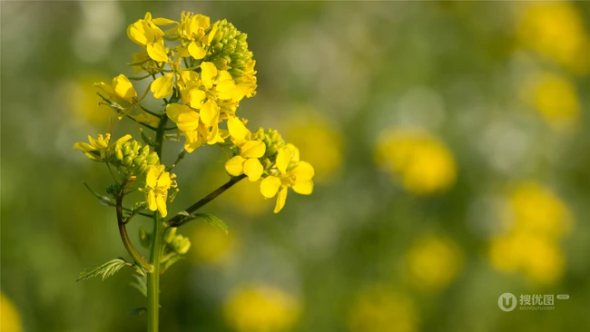 高清微距镜头下的金黄油菜花，及油菜花田图片