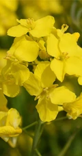 高清微距镜头下的金黄油菜花，及油菜花田图片