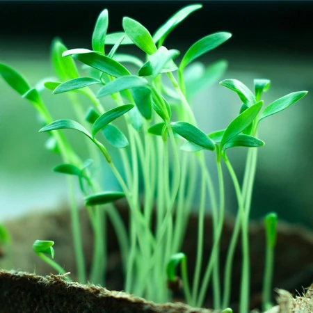 无比清新的小清新绿色植物图片，让人看了心情舒畅的清新绿植唯美图片