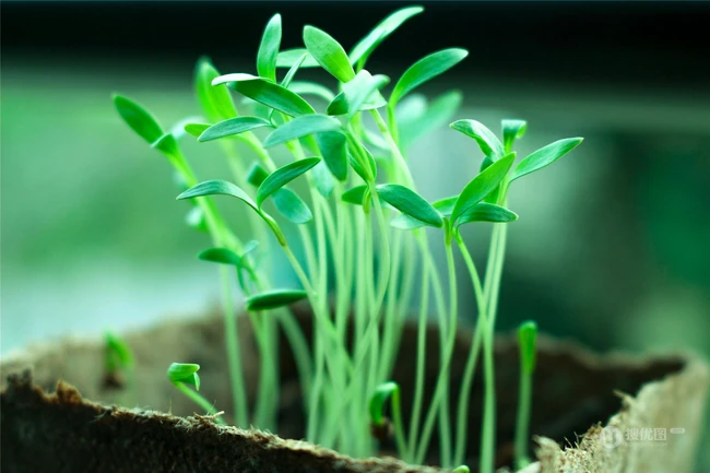 无比清新的小清新绿色植物图片，让人看了心情舒畅的清新绿植唯美图片