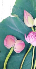一茎两花，花开并蒂，多种好看美丽的并蒂莲花图片