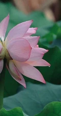 一茎两花，花开并蒂，多种好看美丽的并蒂莲花图片