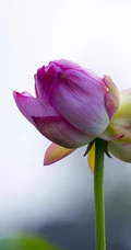 一茎两花，花开并蒂，多种好看美丽的并蒂莲花图片