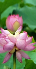 一茎两花，花开并蒂，多种好看美丽的并蒂莲花图片
