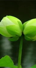 一茎两花，花开并蒂，多种好看美丽的并蒂莲花图片