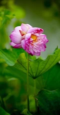 一茎两花，花开并蒂，多种好看美丽的并蒂莲花图片