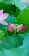 一茎两花，花开并蒂，多种好看美丽的并蒂莲花图片