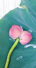 一茎两花，花开并蒂，多种好看美丽的并蒂莲花图片