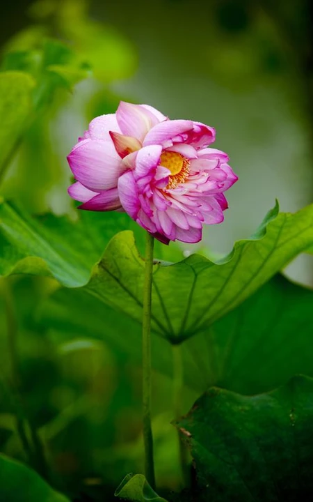 一茎两花，花开并蒂，多种好看美丽的并蒂莲花图片