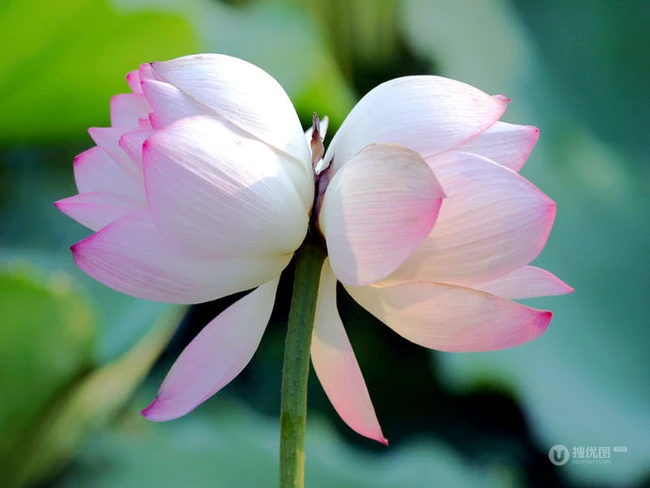 一茎两花，花开并蒂，多种好看美丽的并蒂莲花图片
