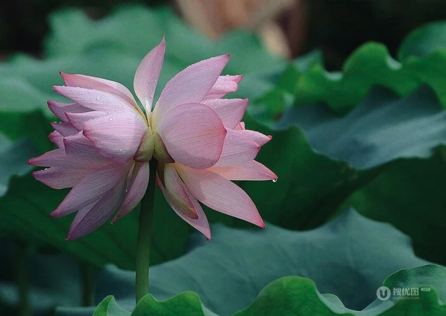 一茎两花，花开并蒂，多种好看美丽的并蒂莲花图片