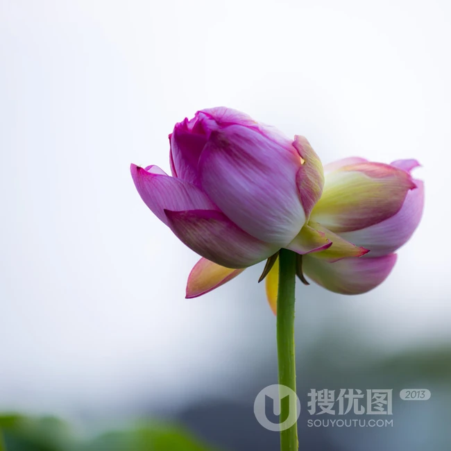 一茎两花，花开并蒂，多种好看美丽的并蒂莲花图片