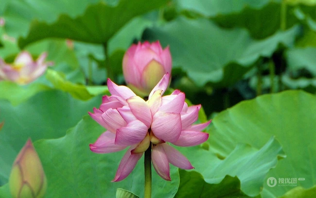 一茎两花，花开并蒂，多种好看美丽的并蒂莲花图片