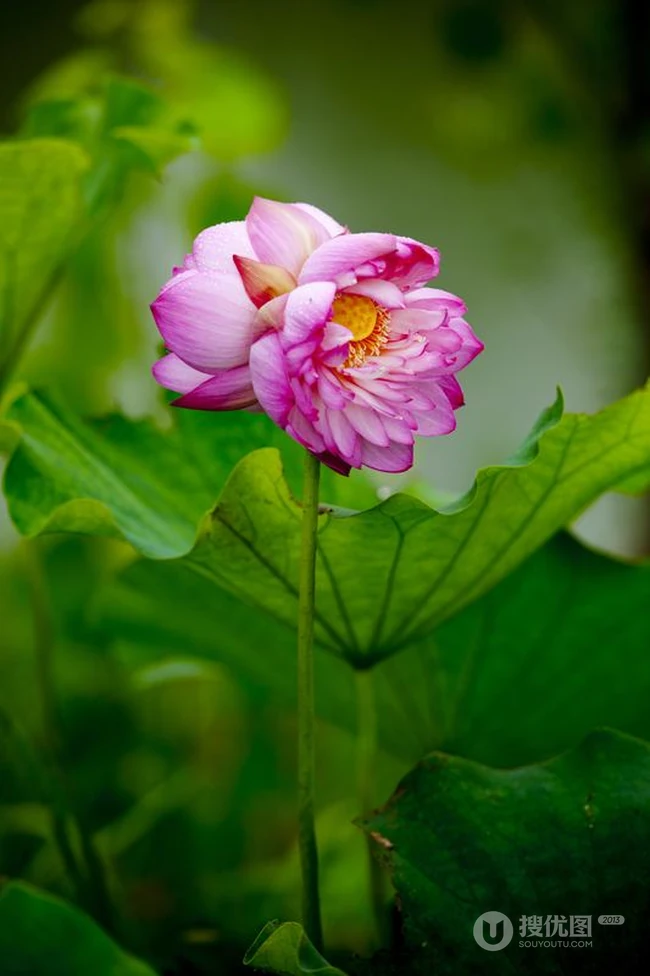 一茎两花，花开并蒂，多种好看美丽的并蒂莲花图片