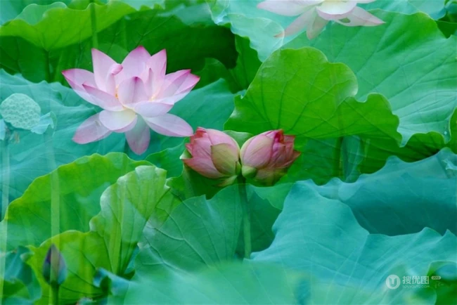 一茎两花，花开并蒂，多种好看美丽的并蒂莲花图片