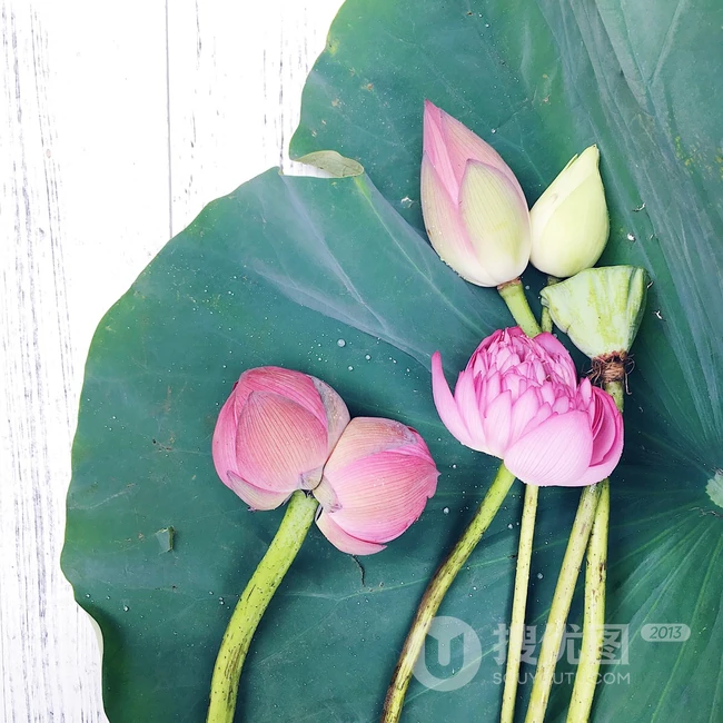 一茎两花，花开并蒂，多种好看美丽的并蒂莲花图片