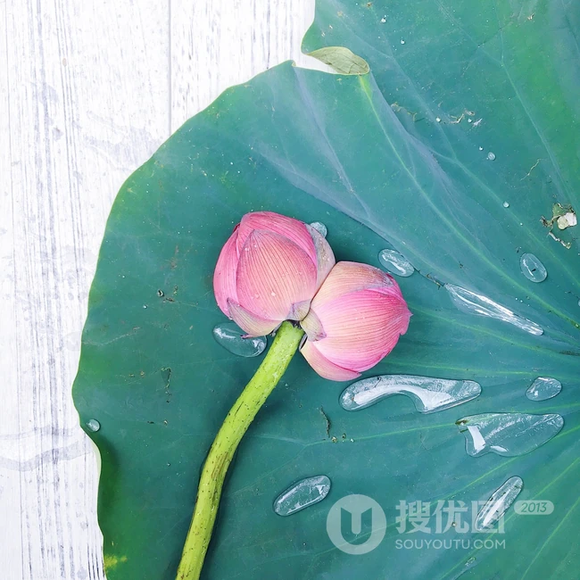 一茎两花，花开并蒂，多种好看美丽的并蒂莲花图片