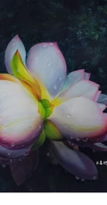 一茎两花，花开并蒂，多种好看美丽的并蒂莲花图片