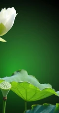 一茎两花，花开并蒂，多种好看美丽的并蒂莲花图片
