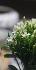 石竹花，颜色多样的小花朵观赏植物石竹花图片