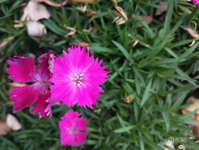石竹花，颜色多样的小花朵观赏植物石竹花图片