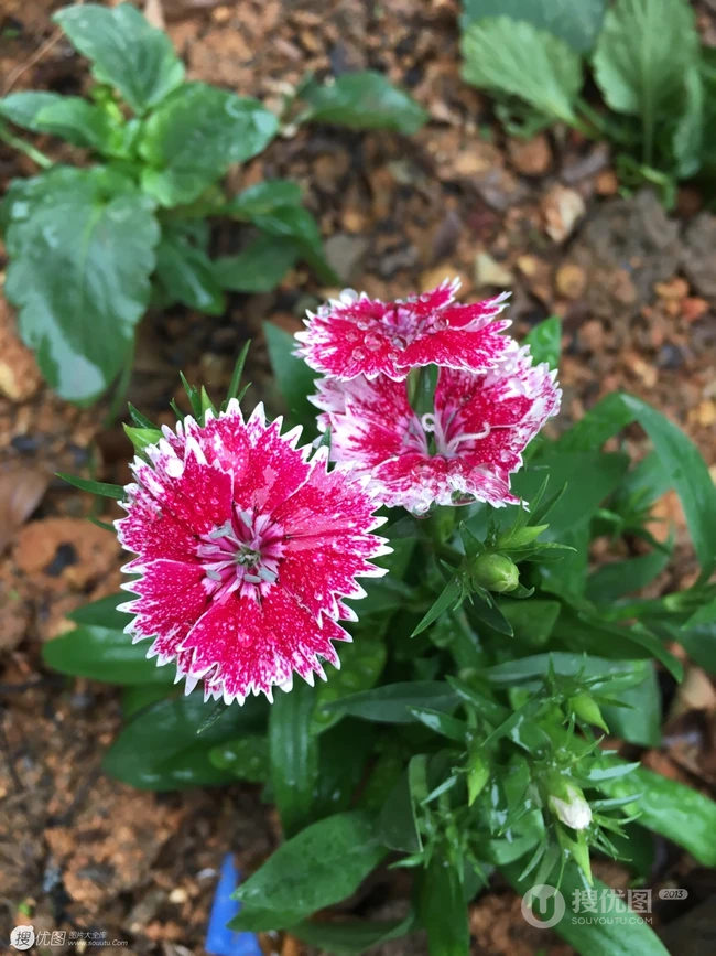 石竹花，颜色多样的小花朵观赏植物石竹花图片