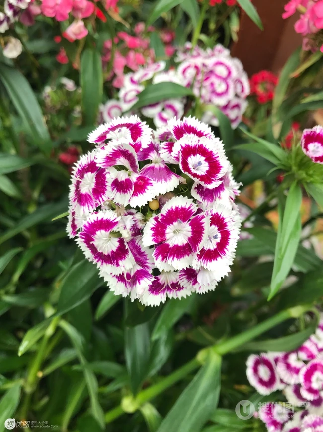 石竹花，颜色多样的小花朵观赏植物石竹花图片