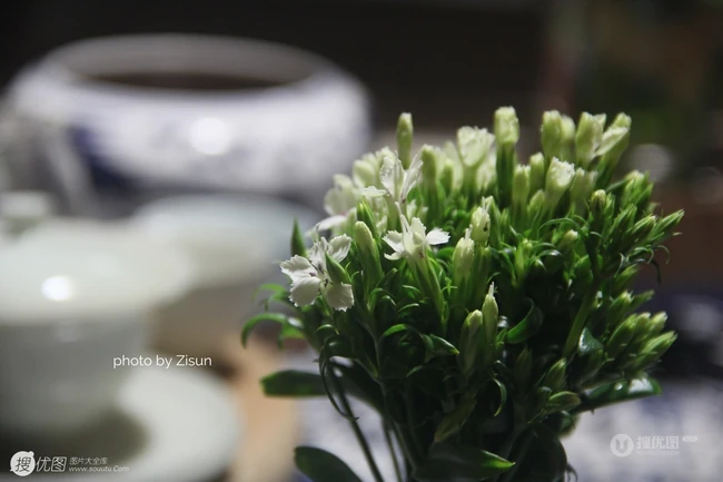 石竹花，颜色多样的小花朵观赏植物石竹花图片