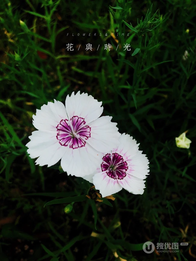 石竹花，颜色多样的小花朵观赏植物石竹花图片