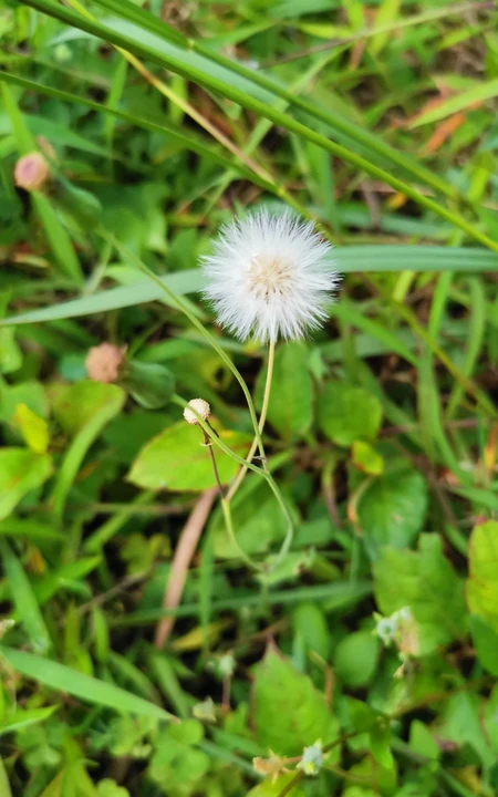 路边的青青小草，和一朵白色小野花好看手机壁纸图片