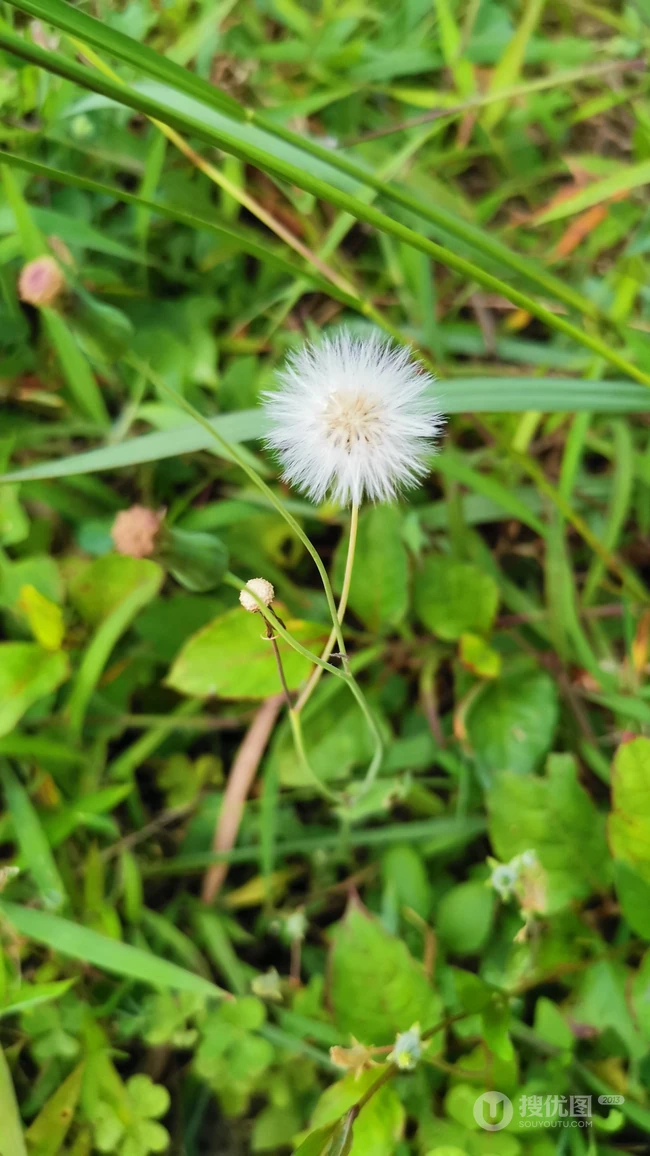 路边的青青小草，和一朵白色小野花好看手机壁纸图片