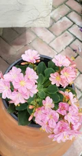 露薇花，盆栽露薇花，或野外自然生长的唯美露薇花图片欣赏