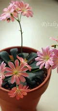 露薇花，盆栽露薇花，或野外自然生长的唯美露薇花图片欣赏