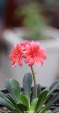 露薇花，盆栽露薇花，或野外自然生长的唯美露薇花图片欣赏