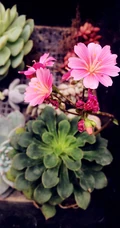 露薇花，盆栽露薇花，或野外自然生长的唯美露薇花图片欣赏