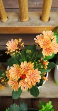 露薇花，盆栽露薇花，或野外自然生长的唯美露薇花图片欣赏