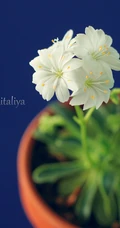 露薇花，盆栽露薇花，或野外自然生长的唯美露薇花图片欣赏