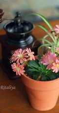 露薇花，盆栽露薇花，或野外自然生长的唯美露薇花图片欣赏