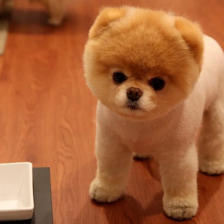 玩赏犬博美，可爱嘟嘟的宠物狗狗博美犬图片
