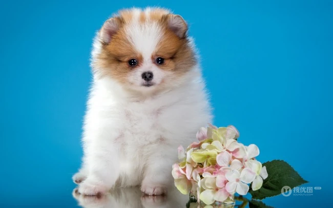 玩赏犬博美，可爱嘟嘟的宠物狗狗博美犬图片 第2张