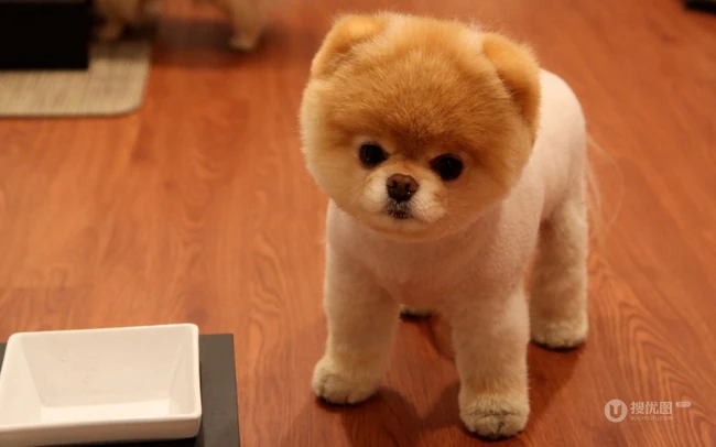 玩赏犬博美，可爱嘟嘟的宠物狗狗博美犬图片 第1张
