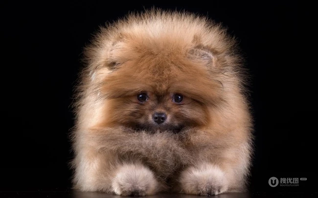 玩赏犬博美，可爱嘟嘟的宠物狗狗博美犬图片 第5张