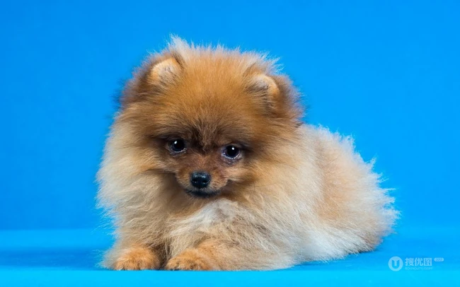 玩赏犬博美，可爱嘟嘟的宠物狗狗博美犬图片 第3张