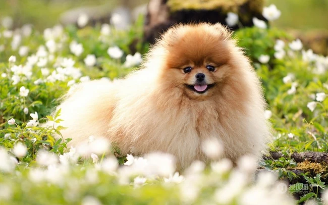 玩赏犬博美，可爱嘟嘟的宠物狗狗博美犬图片 第8张