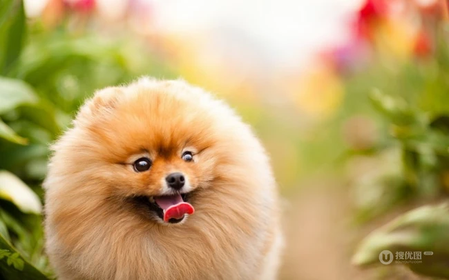 玩赏犬博美，可爱嘟嘟的宠物狗狗博美犬图片 第7张