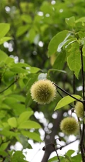 生长较快，树形美观，四季常青的乔木植物猴欢喜果实图片