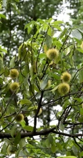 生长较快，树形美观，四季常青的乔木植物猴欢喜果实图片