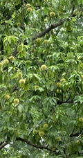 生长较快，树形美观，四季常青的乔木植物猴欢喜果实图片