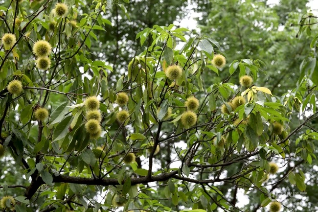 生长较快，树形美观，四季常青的乔木植物猴欢喜果实图片