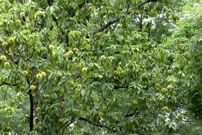生长较快，树形美观，四季常青的乔木植物猴欢喜果实图片